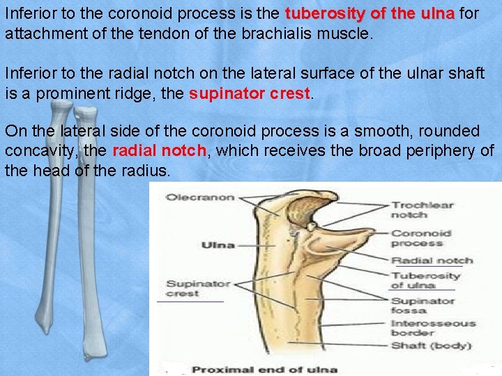 Inferior to the coronoid process is the tuberosity of the ulna for attachment of