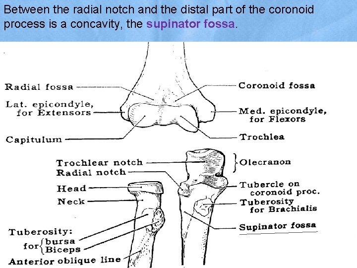 Between the radial notch and the distal part of the coronoid process is a