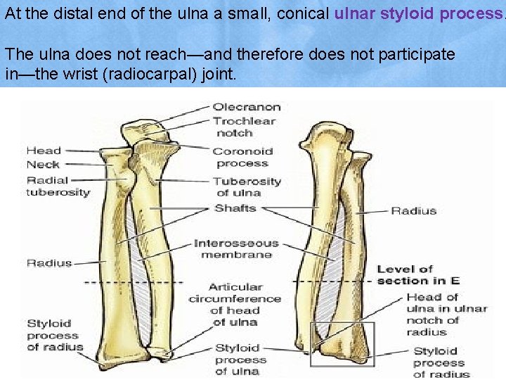At the distal end of the ulna a small, conical ulnar styloid process. The
