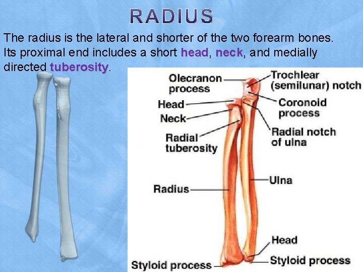 The radius is the lateral and shorter of the two forearm bones. Its proximal