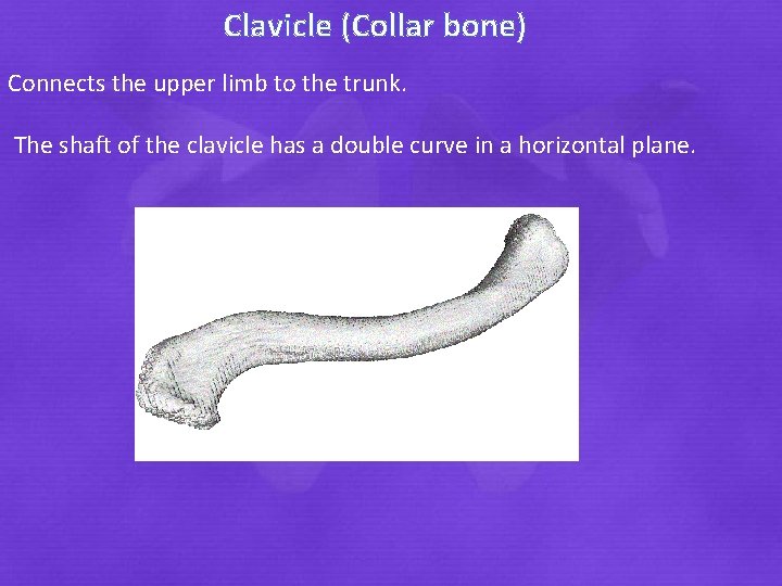 Clavicle (Collar bone) Connects the upper limb to the trunk. The shaft of the
