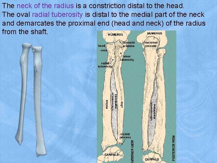 The neck of the radius is a constriction distal to the head. The oval
