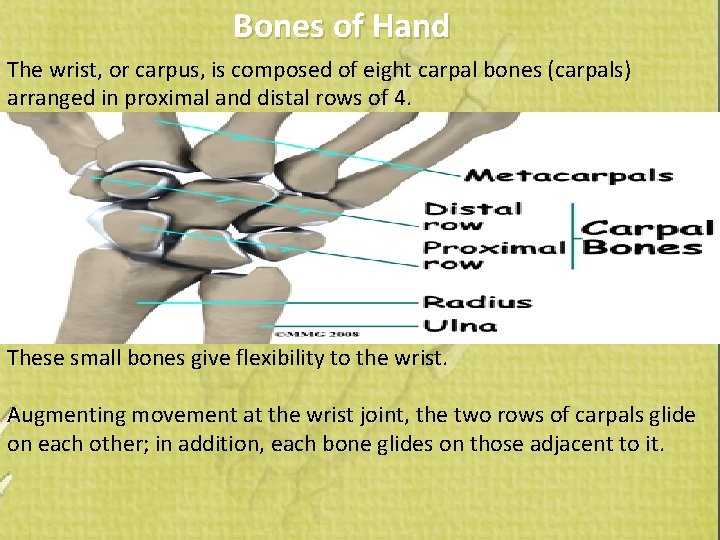 Bones of Hand The wrist, or carpus, is composed of eight carpal bones (carpals)