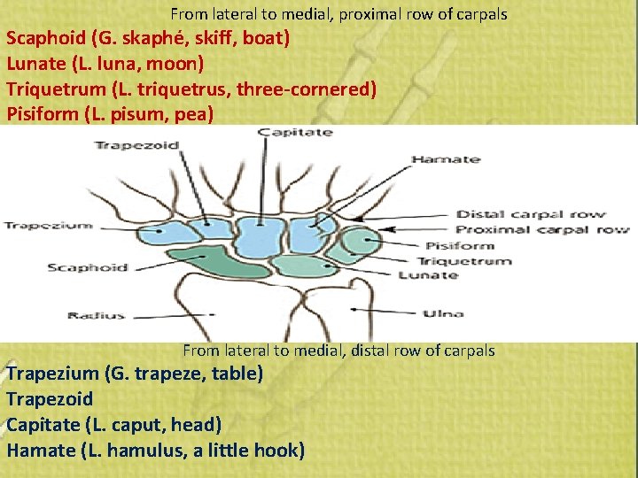 From lateral to medial, proximal row of carpals Scaphoid (G. skaphé, skiff, boat) Lunate