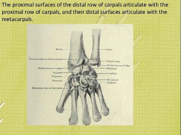 The proximal surfaces of the distal row of carpals articulate with the proximal row