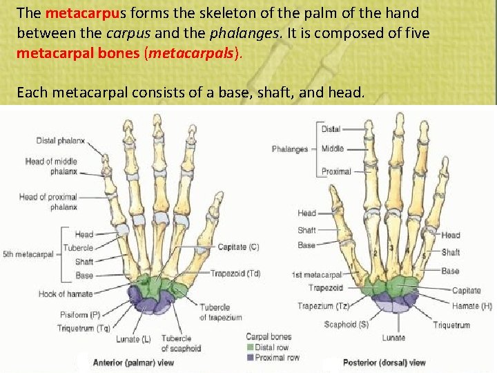 The metacarpus forms the skeleton of the palm of the hand between the carpus