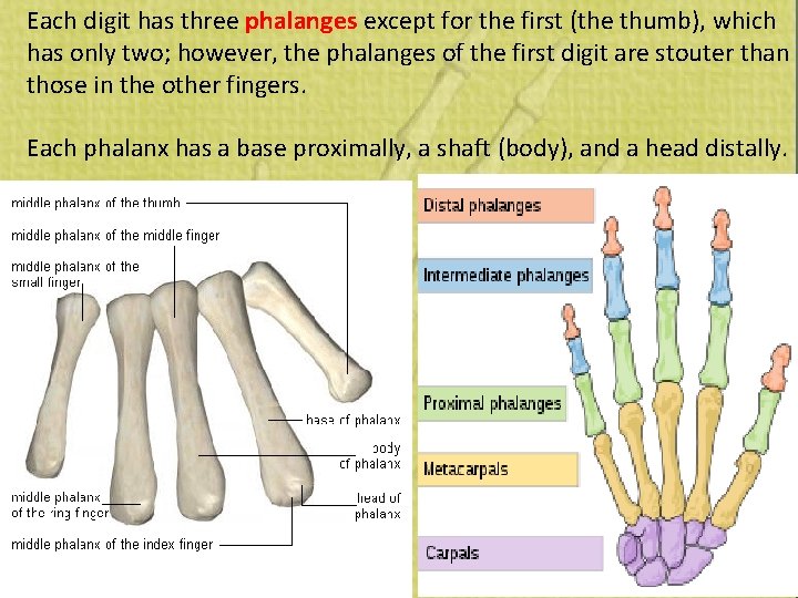 Each digit has three phalanges except for the first (the thumb), which has only