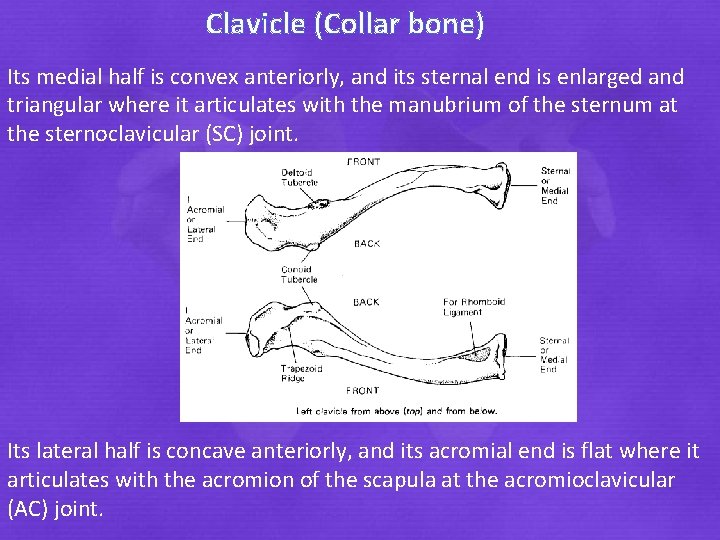 Clavicle (Collar bone) Its medial half is convex anteriorly, and its sternal end is