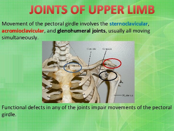 JOINTS OF UPPER LIMB Movement of the pectoral girdle involves the sternoclavicular, sternoclavicular acromioclavicular,