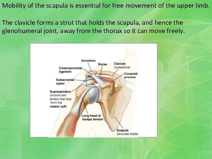 Mobility of the scapula is essential for free movement of the upper limb. The