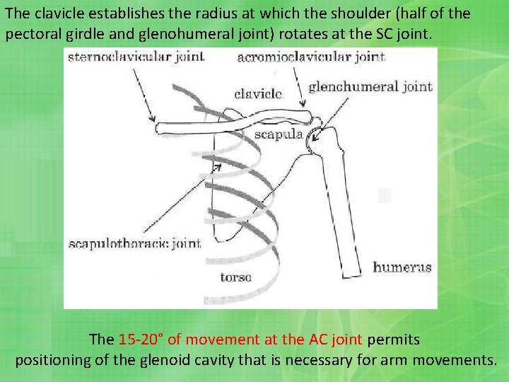 The clavicle establishes the radius at which the shoulder (half of the pectoral girdle