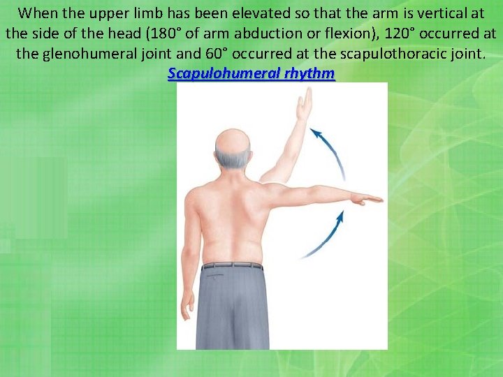 When the upper limb has been elevated so that the arm is vertical at