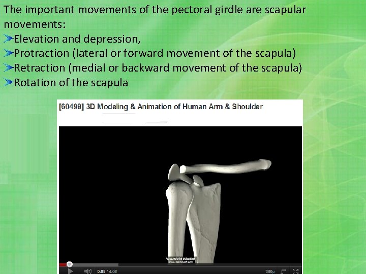 The important movements of the pectoral girdle are scapular movements: Elevation and depression, Protraction