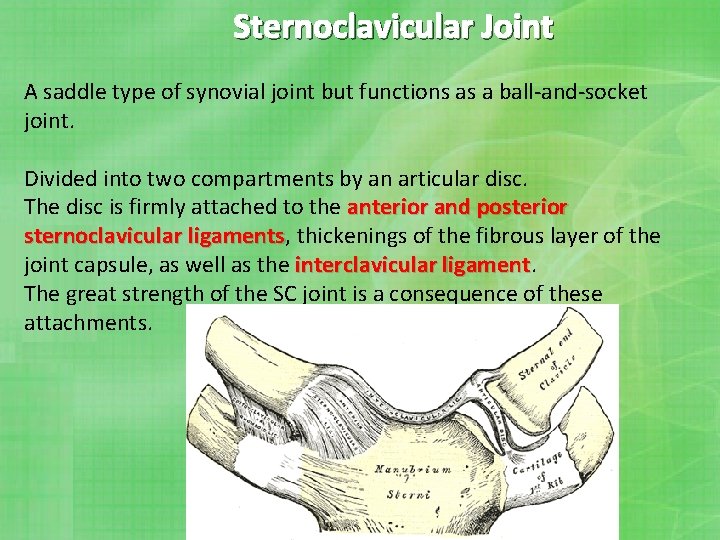 Sternoclavicular Joint A saddle type of synovial joint but functions as a ball-and-socket joint.