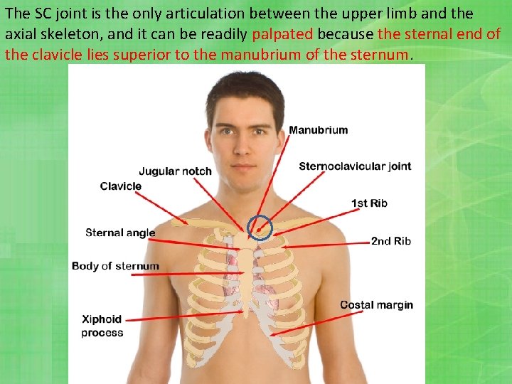 The SC joint is the only articulation between the upper limb and the axial