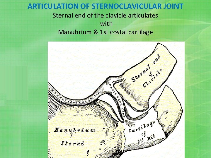 ARTICULATION OF STERNOCLAVICULAR JOINT Sternal end of the clavicle articulates with Manubrium & 1