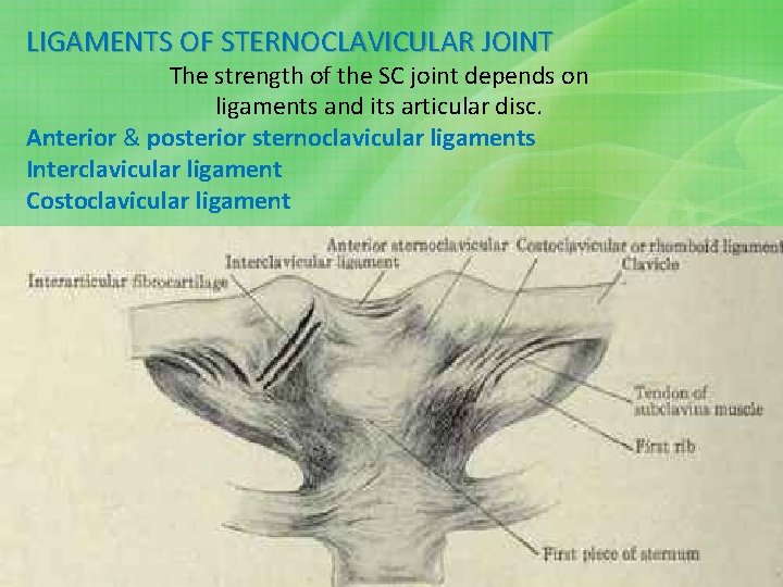 LIGAMENTS OF STERNOCLAVICULAR JOINT The strength of the SC joint depends on ligaments and