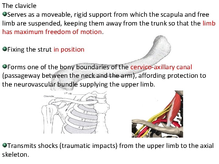 The clavicle Serves as a moveable, rigid support from which the scapula and free