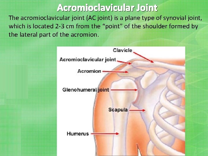 Acromioclavicular Joint The acromioclavicular joint (AC joint) is a plane type of synovial joint,