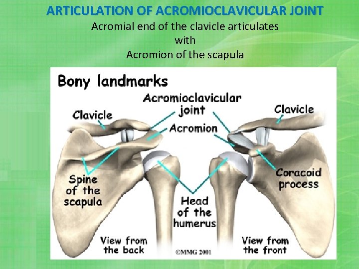 ARTICULATION OF ACROMIOCLAVICULAR JOINT Acromial end of the clavicle articulates with Acromion of the