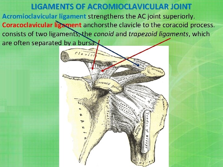 LIGAMENTS OF ACROMIOCLAVICULAR JOINT Acromioclavicular ligament strengthens the AC joint superiorly. Coracoclavicular ligament anchorsthe