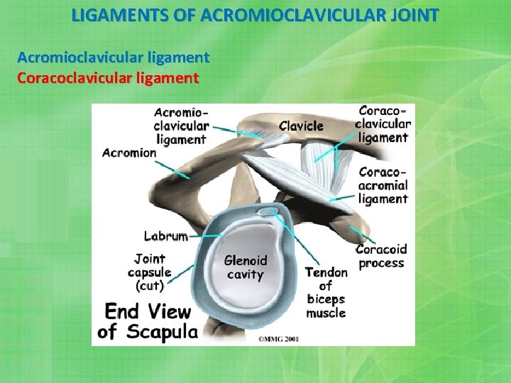 LIGAMENTS OF ACROMIOCLAVICULAR JOINT Acromioclavicular ligament Coracoclavicular ligament 