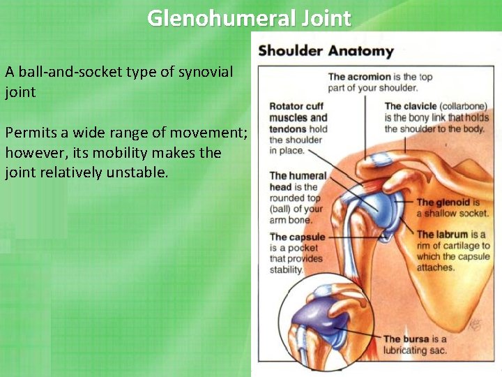Glenohumeral Joint A ball-and-socket type of synovial joint Permits a wide range of movement;