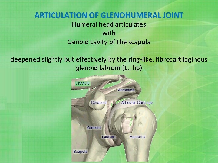 ARTICULATION OF GLENOHUMERAL JOINT Humeral head articulates with Genoid cavity of the scapula deepened