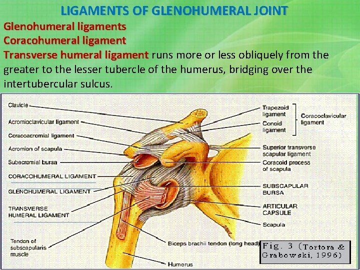 LIGAMENTS OF GLENOHUMERAL JOINT Glenohumeral ligaments Coracohumeral ligament Transverse humeral ligament runs more or