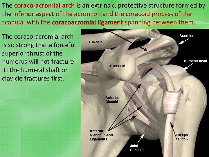 The coraco-acromial arch is an extrinsic, protective structure formed by the inferior aspect of