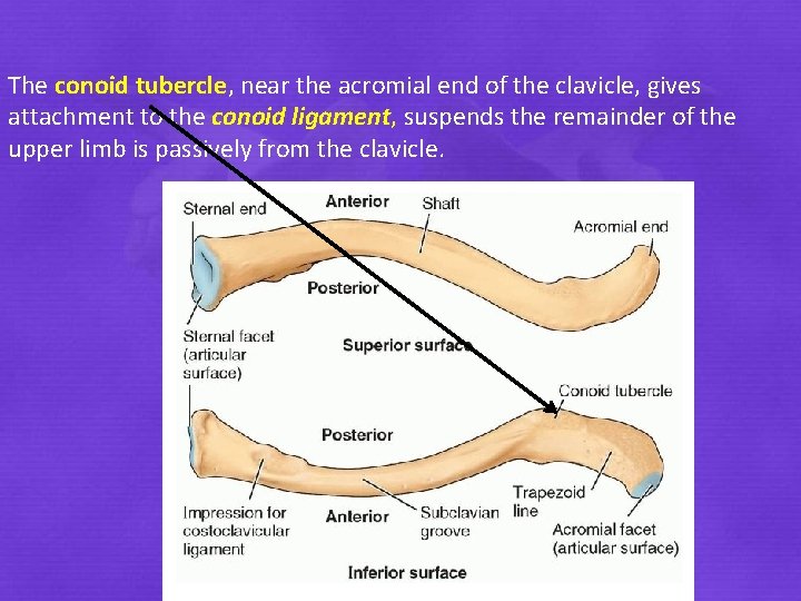 The conoid tubercle, near the acromial end of the clavicle, gives attachment to the