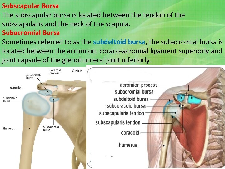 Subscapular Bursa The subscapular bursa is located between the tendon of the subscapularis and