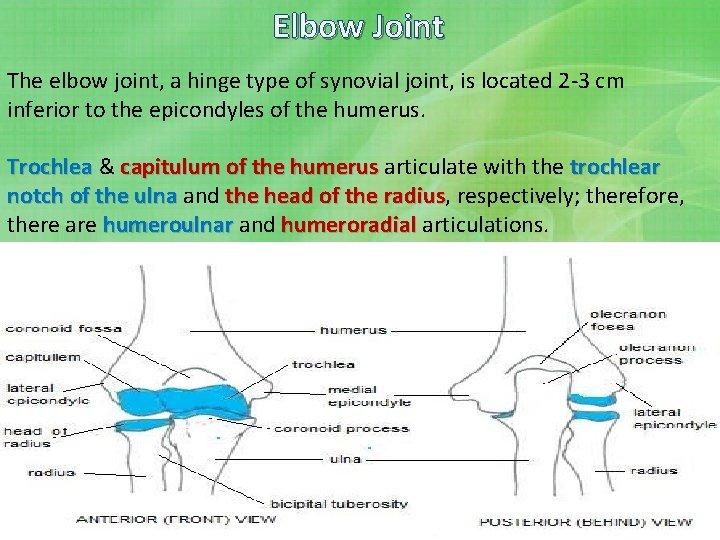 Elbow Joint The elbow joint, a hinge type of synovial joint, is located 2