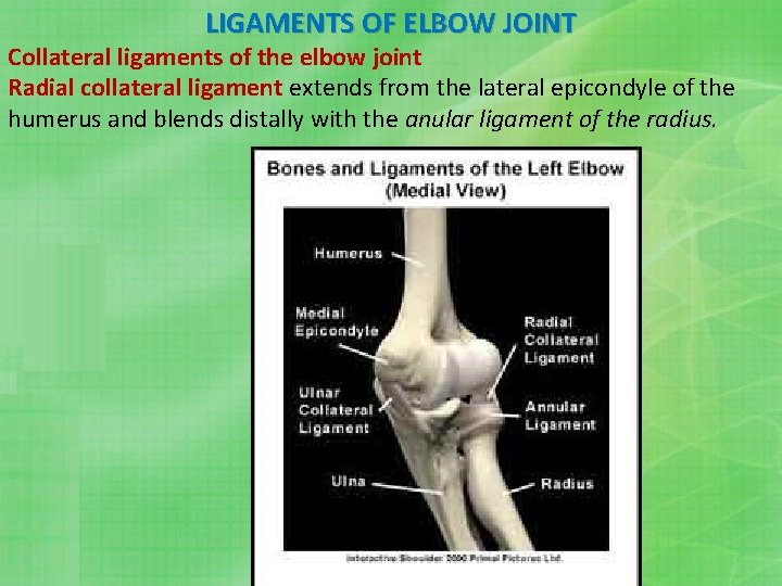 LIGAMENTS OF ELBOW JOINT Collateral ligaments of the elbow joint Radial collateral ligament extends