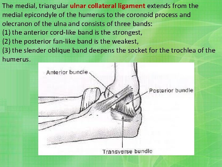 The medial, triangular ulnar collateral ligament extends from the medial epicondyle of the humerus