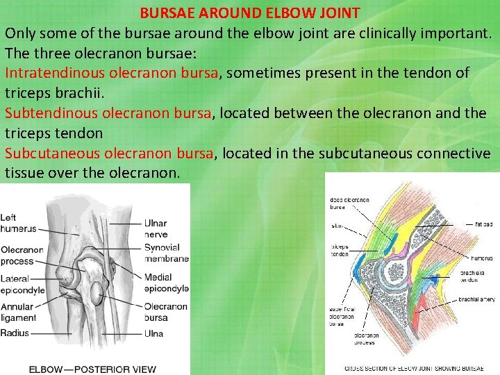 BURSAE AROUND ELBOW JOINT Only some of the bursae around the elbow joint are