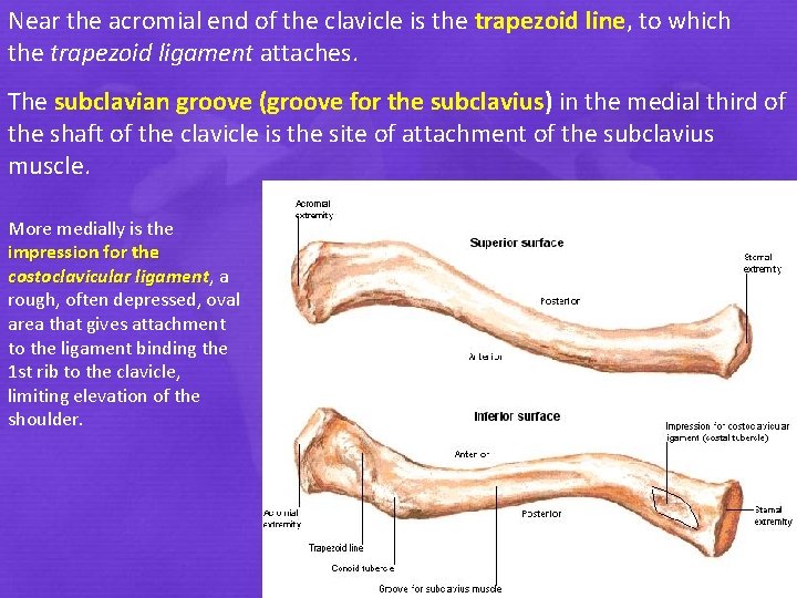 Near the acromial end of the clavicle is the trapezoid line, to which the