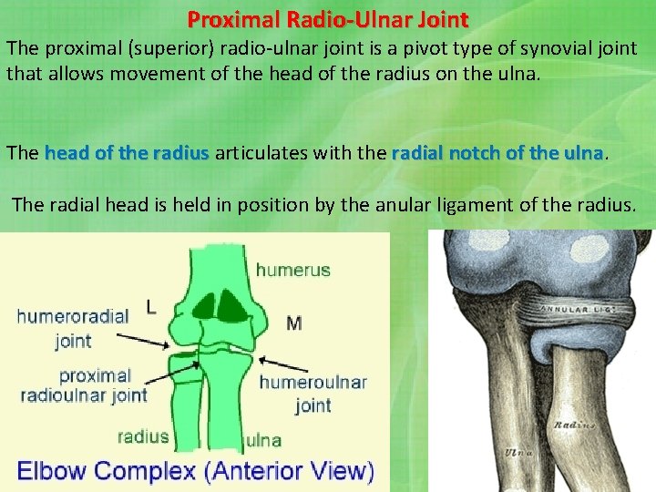 Proximal Radio-Ulnar Joint The proximal (superior) radio-ulnar joint is a pivot type of synovial