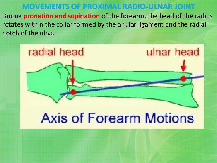 MOVEMENTS OF PROXIMAL RADIO-ULNAR JOINT During pronation and supination of the forearm, the head