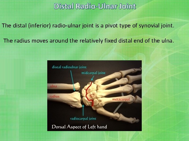 Distal Radio-Ulnar Joint The distal (inferior) radio-ulnar joint is a pivot type of synovial