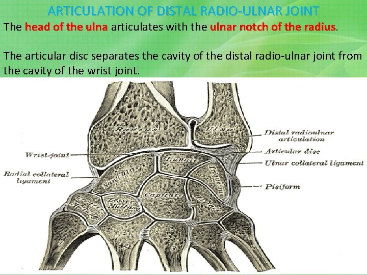 ARTICULATION OF DISTAL RADIO-ULNAR JOINT The head of the ulna articulates with the ulnar