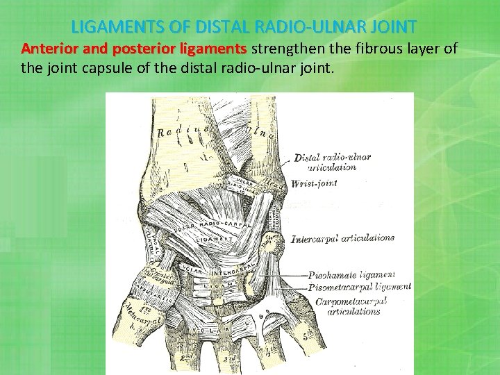 LIGAMENTS OF DISTAL RADIO-ULNAR JOINT Anterior and posterior ligaments strengthen the fibrous layer of