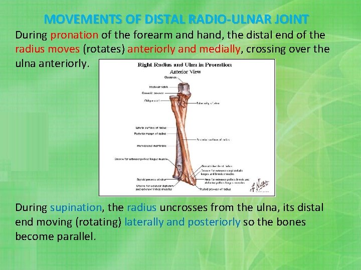 MOVEMENTS OF DISTAL RADIO-ULNAR JOINT During pronation of the forearm and hand, the distal