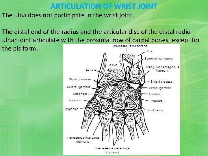 ARTICULATION OF WRIST JOINT The ulna does not participate in the wrist joint. The