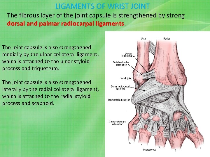 LIGAMENTS OF WRIST JOINT The fibrous layer of the joint capsule is strengthened by