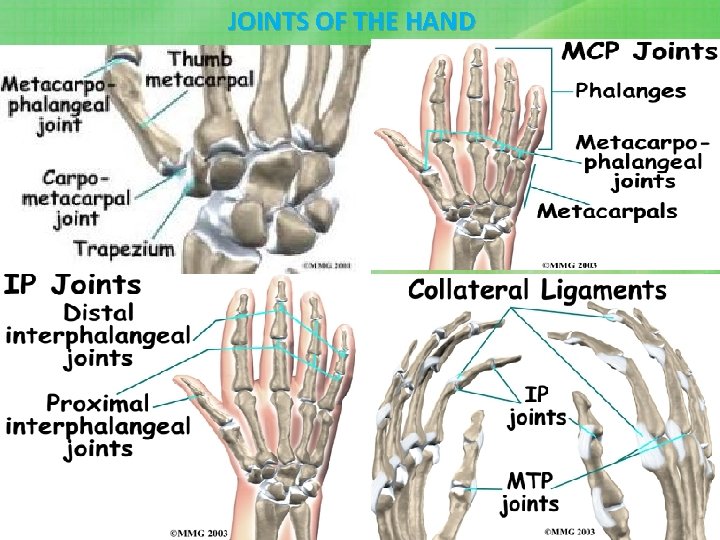 JOINTS OF THE HAND 