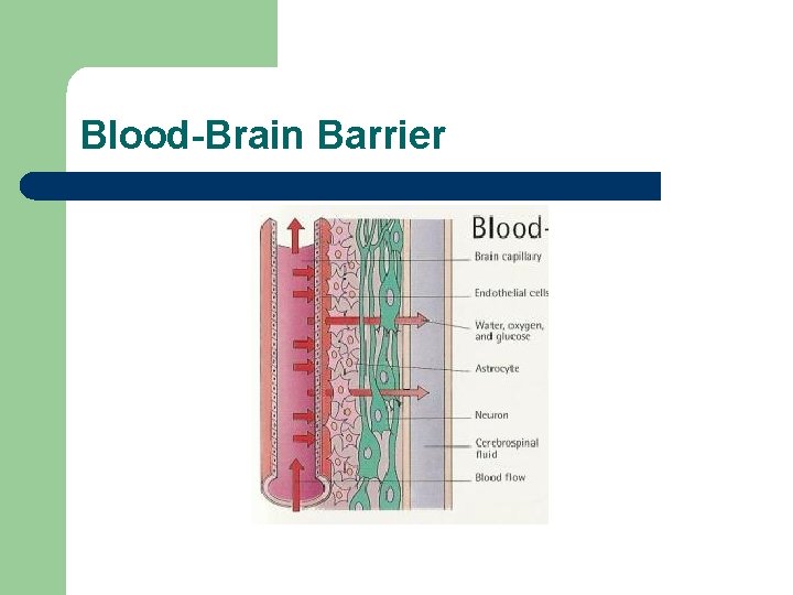 Blood-Brain Barrier 