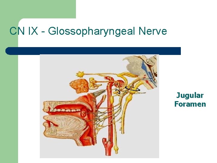 CN IX - Glossopharyngeal Nerve Jugular Foramen 