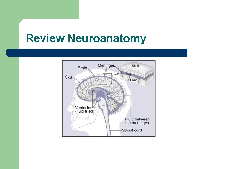 Review Neuroanatomy 