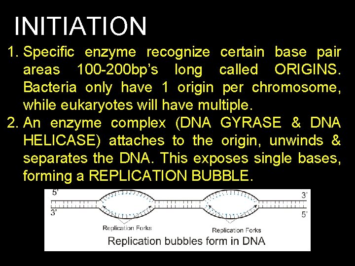 INITIATION 1. Specific enzyme recognize certain base pair areas 100 -200 bp’s long called